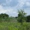 Looking back at the NHS pavilion from Black Kettle's camp - July 2010