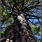 Ponderosa Pine (Hey, down there!)