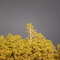 Tree Against Dark Clouds