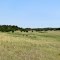 In the Custer National Forest, alongside Ponderosa Way, looking north-north-westerly. Ekalaka, Montana