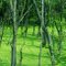 marsh