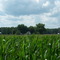 corn culture