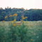 Deer In Field