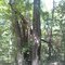 damaged trees after storm