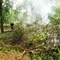 Clearing Property in Michigan