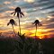 Prairie coneflowers at sunset