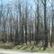Trees before Pembroke