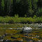 At the waterline. Trout Creek, Montana