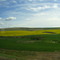 Big Field of Canola