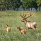 Bull elk with calves, near Killdeer Mountains, Dunn County, ND