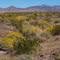 April flowers on the alluvial fan beneath the Black Mountains