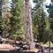 California Pines - Sutter Creek Trail & Fosteria Circle