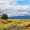 Fields Painted in Yellow
