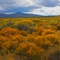 Colorful Painted Desert/Butte Valley