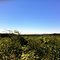 Soybean Field