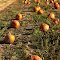 Pumpkin field