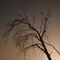 A tree at night up at The Spot