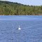Unter attack at the Clam Lake