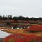 Poisons reflection