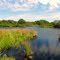 Stump Pond, Windswept Cranberry Bog, Nantucket,MA
