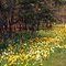 Daffodils, 4 mile marker, Milestone Rd., Nantucket, MA