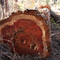 redwood log in Simpson clearcut