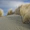 Mad River Dune