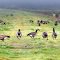 Aleutian Cackling Geese_DSC7719