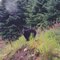 Black Bear at the Kake Dump