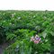 Potato Farm, Delta BC