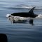 Orca, off Point Roberts, Washington