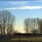 Nine Bald Eagles at Boundary Bay Regional Park