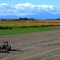 Pumpkin Fields, September