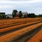 Future blueberry field