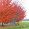 Fall