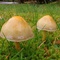 Mossy lawn and mushrooms