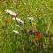 New Hampshire Wildflowers (1)