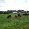 cows