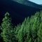 heavy forest of Long Canyon
