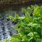 Spring wildflowers.......Mertensia virginica Virginia Bluebell....I think.