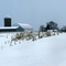 Cornstalks in Winter
