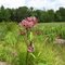 Monarch Caterpillar on Swamp Milkweed (Asclepias incarnata)