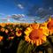 More Sunflowers