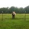 My Favorite Bull - Thompson/Sparrow Dairy Road