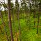 Pine Savannah Habitat on Piney Grove Preserve