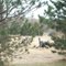 Wild Turkeys