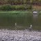 Fly fishing on Salmon River at Swiftwater RV Park