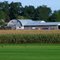 Crows, Turf, Corn, and Barn, Timberline Park, Ham Lake, Minnesota
