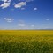 Canola.....
