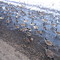 Havre de Grace geese